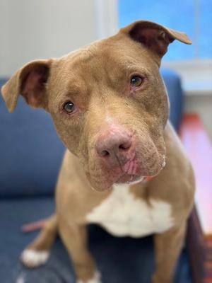 Pumpkin, Terrier, adult, available for adoption