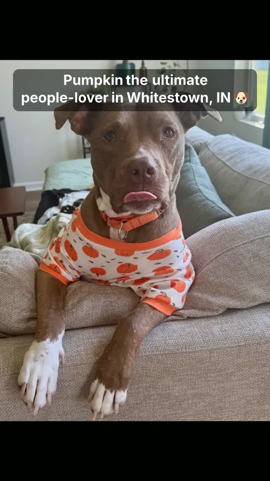 Pumpkin
