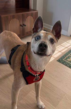 Charlie, Chihuahua/Terrier, senior, available for adoption