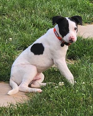 Righty, Terrier, puppy, available for adoption
