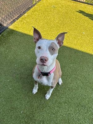 Envy, Terrier, young, available for adoption