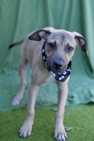 A light brown puppy with floppy ears wearing a black bandana with white paw prints, standing on a green artificial turf surface with a green curtain in the background.