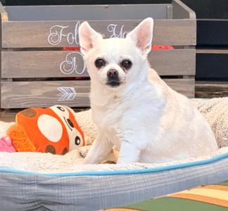 Nina, Chihuahua, senior, available for adoption