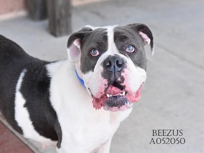 A black and white dog with a blue collar, looking up with its mouth open and tongue out. The text "BEEZUS A052050" is visible in the bottom right corner.
