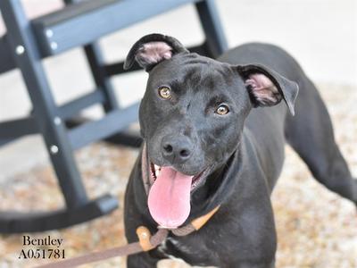 *Bentley, Pit Bull Terrier Mix, adult, available for adoption