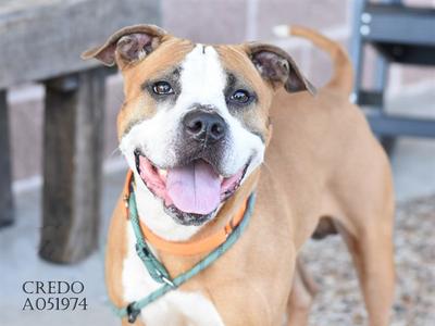 A happy brown and white dog with a green collar and an orange bandana, standing outdoors with a wooden structure in the background.