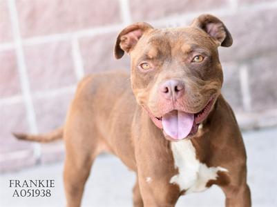 A brown dog with a white patch on its chest, standing and looking at the camera with its tongue out. The background is a brick wall.