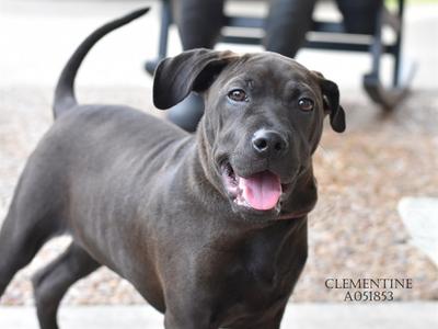 *Clementine, Labrador Retriever Mix, young, available for adoption