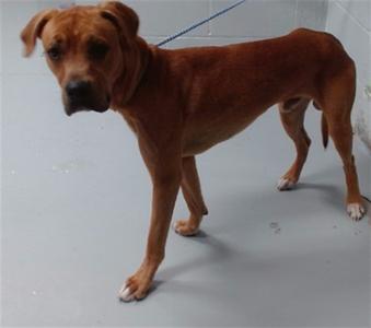 *Draco, Rhodesian Ridgeback, young, available for adoption