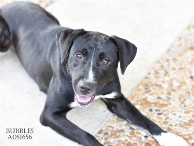 *Bubbles, Labrador Retriever, young, available for adoption
