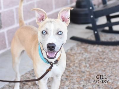 A light-colored dog with blue eyes and a blue collar, standing on a leash in front of a brick wall.