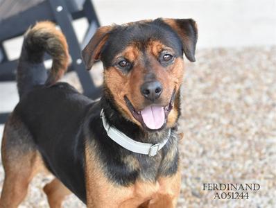 *Ferdinand, Plott Hound, adult, available for adoption