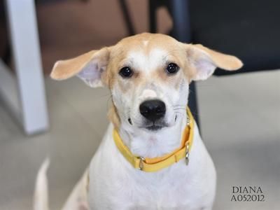 *Diana, Labrador Retriever, young, available for adoption