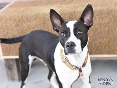 *Benson, American Staffordshire Terrier, young, available for adoption