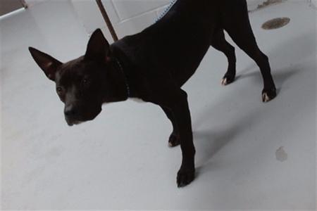 *Dizzle, Pit Bull Terrier and Labrador Retriever, young, available for adoption