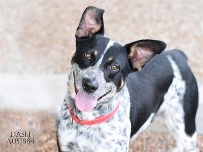 A black and white dog with a red collar standing on a gravel surface, looking at the camera with its tongue out.