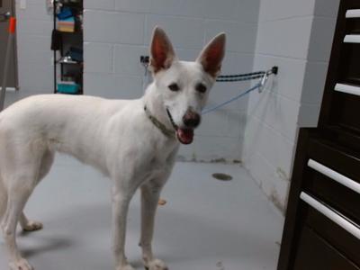 A white dog standing in a room with a chain attached to its collar.
