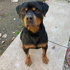 Ruckus, Rottweiler, adult, available for adoption