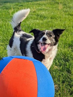 Charity, Border Collie / Jack Russell Terrier, adult, available for adoption
