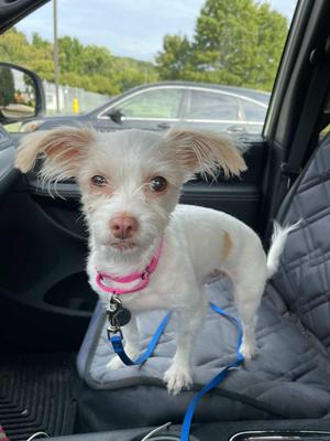 Nell, Chihuahua / Shih Tzu, adult, available for adoption