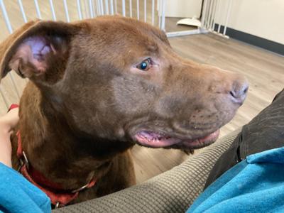 Enzo, Pit Bull Terrier / Chocolate Labrador Retriever, young, available for adoption