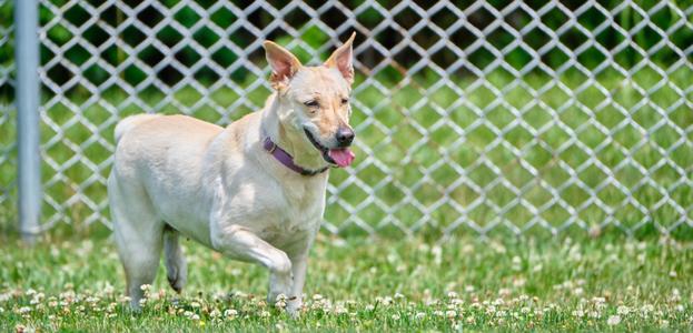 Butter Pecan, Labrador Retriever / Portuguese Podengo, adult, available for adoption