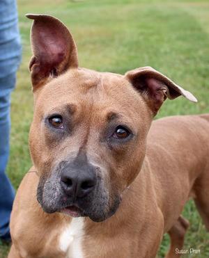 A brown dog with a white patch on its chest, standing on grass and looking directly at the camera.