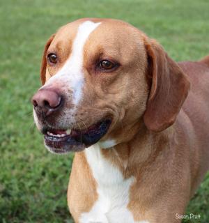 A brown and white dog with floppy ears and a black nose, standing in a grassy area.