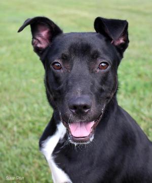Ollie, Hound, adult, available for adoption