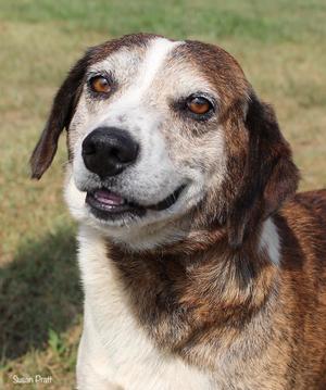 L.A., Beagle, adult, available for adoption
