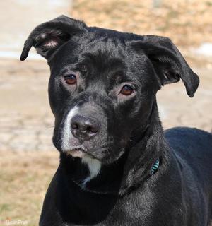 Manilla, Labrador Retriever, adult, available for adoption