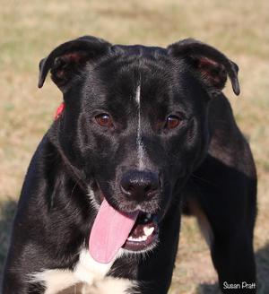 LeBron James, Labrador Retriever / Australian Kelpie, adult, available for adoption