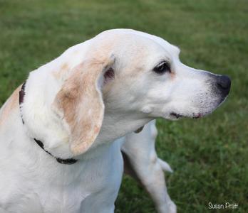 Biscuit, Foxhound, senior, available for adoption