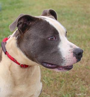 A close-up of a pit bull dog with a white and gray face, wearing a red collar, standing in a grassy area.