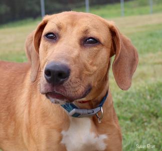 A close-up of a brown dog with floppy ears and a blue collar, standing in a grassy field.