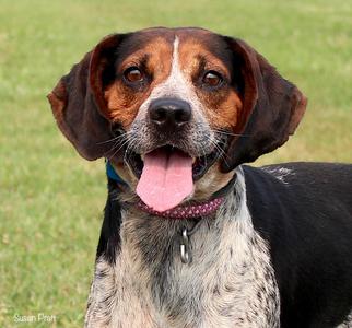 Floppy, Bluetick Coonhound / Beagle, adult, available for adoption