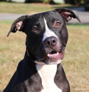 Kiara, Pit Bull Terrier, young, available for adoption