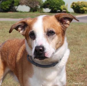 Dan, Collie, adult, available for adoption