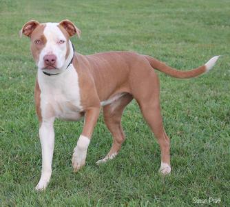 A brown and white pit bull terrier standing on grass