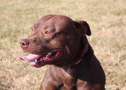 Otter, Pit Bull Terrier, adult, available for adoption