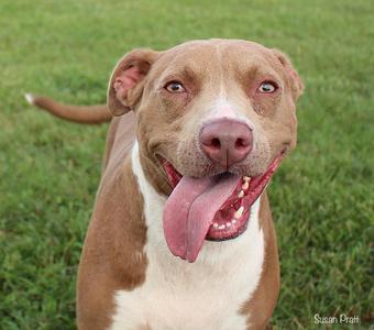 A brown and white dog with its tongue out, standing on grass.