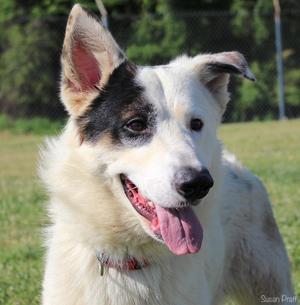 Gunther, Great Pyrenees / German Shepherd Dog, adult, available for adoption
