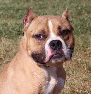 A close-up of a brown and white dog with a muscular build, standing on grass.