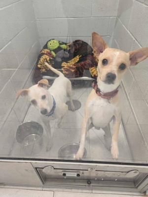 Two small dogs, one light brown and white with large ears, and another white dog with a blue collar, stand inside a clear enclosure. A colorful blanket with a green toy frog is visible behind them.