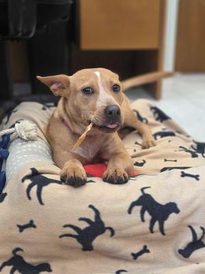 Haru, Australian Cattle Dog / Blue Heeler, puppy, available for adoption