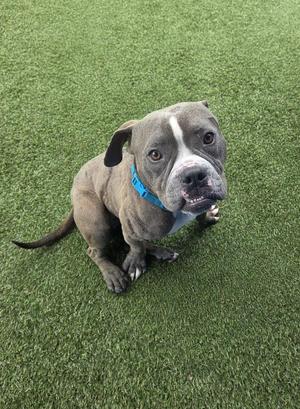A grey pitbull dog with white markings on its face and chest sits on artificial grass, looking up at the camera with a blue collar.
