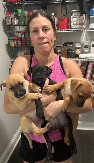 Fettuccini, Black Mouth Cur, puppy, available for adoption