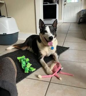 Jake, Australian Shepherd, senior, available for adoption