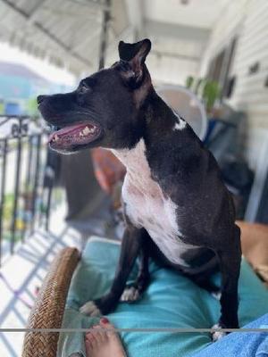 Coco (In Foster), Boxer / Hound, adult, available for adoption