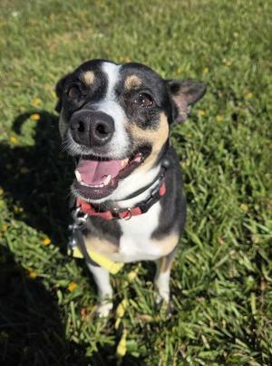 Girl, Rat Terrier, adult, available for adoption